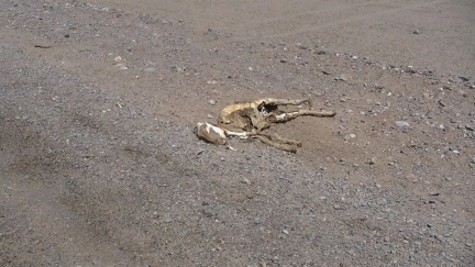 Imageb010-standard-scale-1 45x