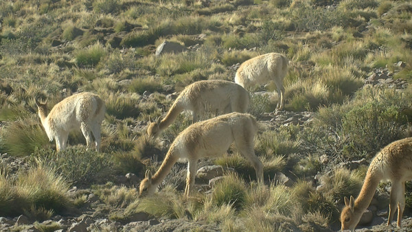 PIC 9000-standard-scale-1 45x